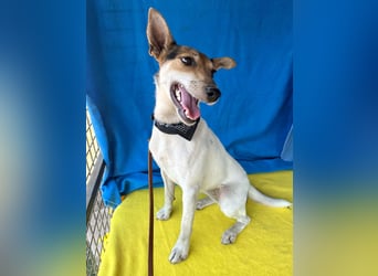 lebenslustige kleine ROXY - 3 Jahre, 38cm/8kg - Jack Russell-Mix