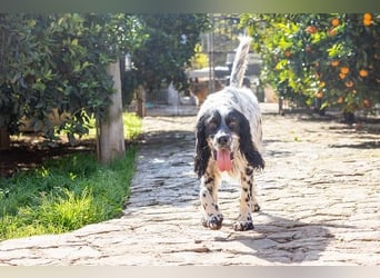 Jumel ist Liebenswürdigkeit in Hundegestalt
