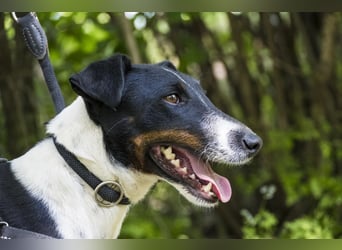 Cili SI – sanfte Foxterrier-Mix-Hündin mit großem Herz sucht ein liebevolles Zuhause