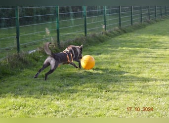 Nelson ein toller Hollandse Herder Mix