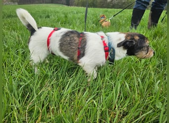 Ivy, eine freundliche aufgeweckte Hündin