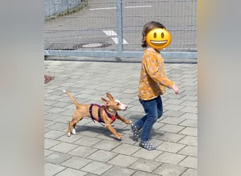 Pina, ein entzückendes Welpenmädchen