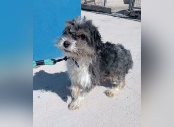 BENJI-sehnt sich nach Fürsorge!