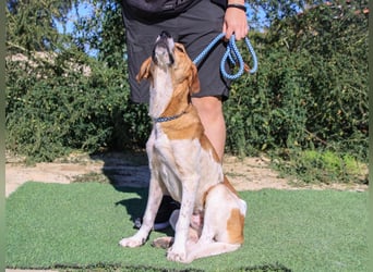 Arnie, Mix Labrador / Podengo
