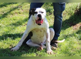 Dimitri - Gebt Ihr mir eine Chance?