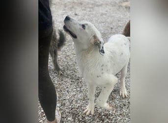 Pünktchen, geb. ca. 10/2022, lebt in GRIECHENLAND, im städt. Tierheim Serres