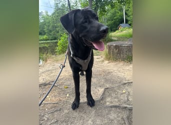MOGLI ❤️ liebevoller Riese, Pflegefamilie Oberursel