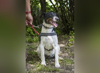 Cili SI – sanfte Foxterrier-Mix-Hündin mit großem Herz sucht ein liebevolles Zuhause