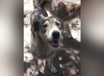 SIMBA - Traumzuhause gesucht