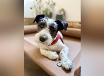 Süße Daisy sucht ihr eigenes Körbchen