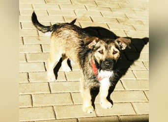 Benito, Terriermischling, geb. 2023, netter Terrier sucht Zuhause