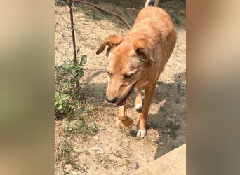 SVEN – ein Senior auf der Suche nach dem Glück