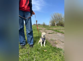 Kleine Ilvy sucht Menschen mit Herz