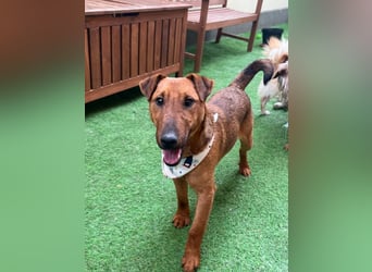 Ernie, verspielter und sehr lieber Irish Terrier-Mix, geb. 08/2024
