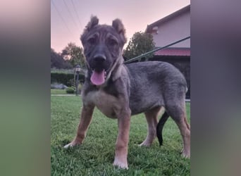LOTTIE❤️HSH-Mix-Hündin: eine wahre Frohnatur und treue Begleiterin