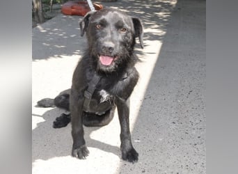 Goja ein toller Familienhund