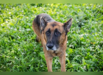 LOU - der brave, etwas ruhigere Rüde sucht ein liebevolles Für-Immer Zuhause