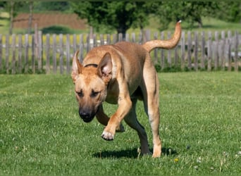 Nero sucht DRINGEND ein ZUHAUSE !