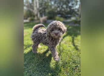 Rüde Pudel Welpen - Male Poodle Puppy