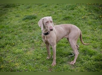 Weimaraner Hündin Melly