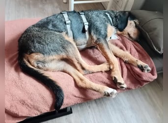 MIA - fantastische Hundedame auf Pflegestelle!