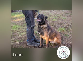 Leon: Malinois-Fans aufgepasst!