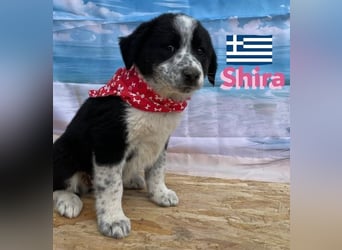 Shira,geb.02/25,pütziges Hundemädchen sucht ihre Familie