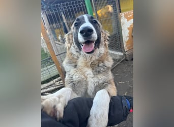 Rix, 1Jahr+7Monate alter Bub, ca. mittelgroß, sozial, freundlich, verschmust, offen