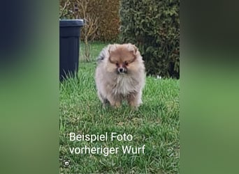zuckersüße Pomeranianwelpe