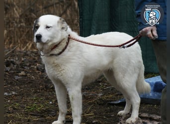 Layla sucht ein Zuhause