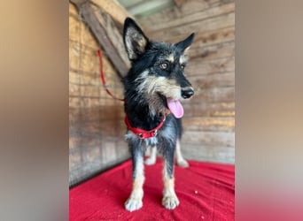 Ledi, Schnauzer-Mix, Hündin, geb. 02.04.2023, ca. 42 cm
