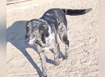 Zecco- ein Wundervoller Hundejunge sucht ein Zuhause