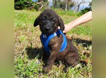 Benny sucht ein Zuhause