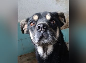 Baloo – liebevolle Anleiter zum Glücklichsein dringend gesucht!