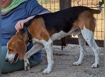 Beagle-Mix Pablito - verspielt und freundlich