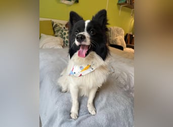 Leopold SR - kleiner Spitz mit großem Charme sucht seinen Platz im Leben