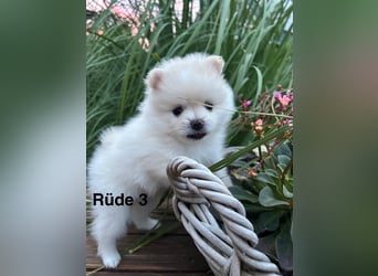 Süße Pomeranian Zwerkspitz Welpen 