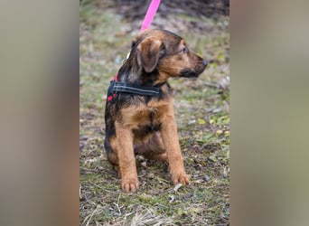 Malna-SI, kleine Welpin sucht liebe Familie