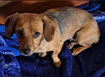 Kleine Bella ( * 02.2024 ) sucht ihre Menschen