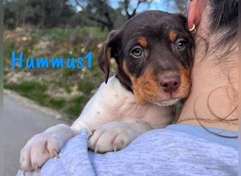 Hummus1 12/2024 (ESP) - zuckersüßer, kleiner Bodeguero-Pinscher-Mix Welpe!