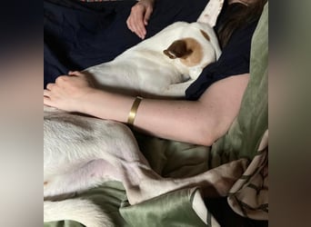 Babsi, freundlicher Wildfang mit Kuschelbedarf