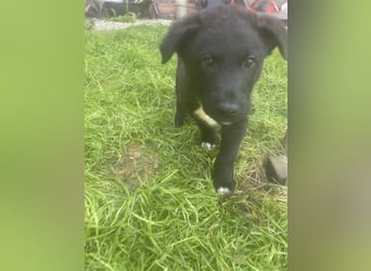 Süße Border Collie -Mudi mix Welpen