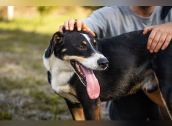 JACKO - der freundliche und menschenbezogene Rüde möchte beschäftigt werden und lernen