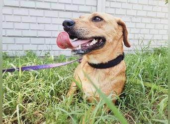 Ginger will Zuhause ankommen