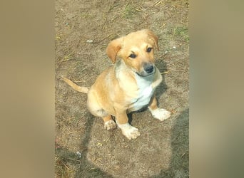 Aron, Welpenjunge sucht Dich