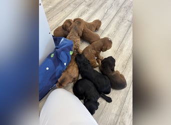 2 Zauberhafte Cockapoo Welpen Rüden  mit Ahnentafel