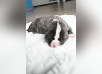Akita Inu Welpen | A-Wurf | Japan Akita | Ahnentafel | VDH 