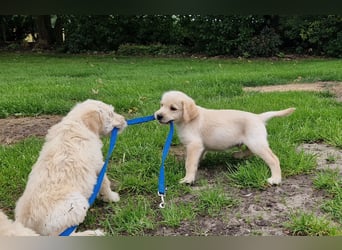 Labradoddle F1