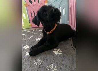 Mittelschnauzer Welpe Rüde