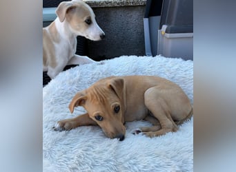 Ungarischer Windhund - Magyar Agar Welpen